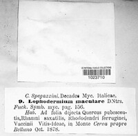 Lophodermium maculare image